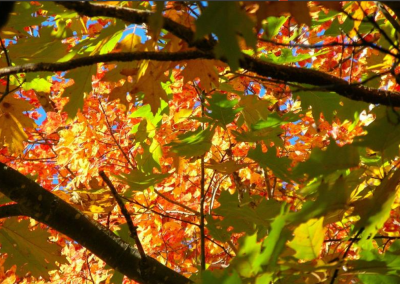 OTO&Ntilde;O RIODULCE 2010