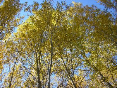 OTO&Ntilde;O RIODULCE 2010